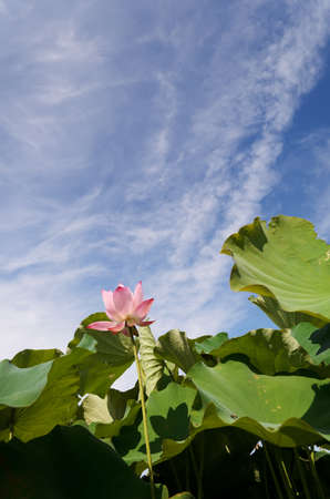 Lotus in pink with green farm under blue sky, landscape of nelumbo nucifera in outdoor.の写真素材