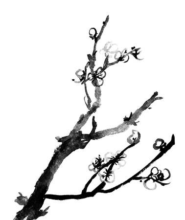 Chinese black and white traditional ink painting, plum blossom on white background.の写真素材