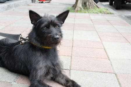 Black dog laying on the ground of the street, Taipei, Taiwan.