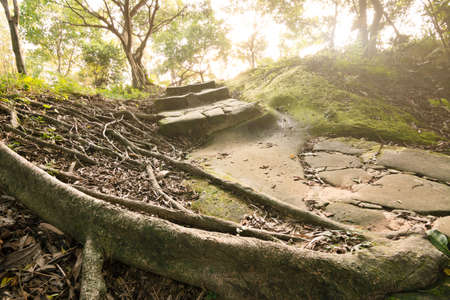 Forest pathway with stoned aged stairs.の写真素材
