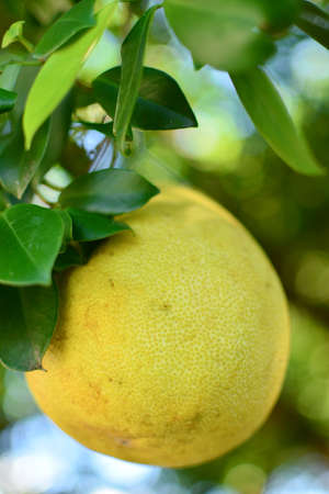 Big yellow pomelo on a treeの写真素材