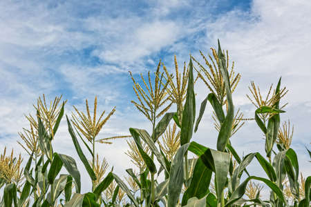 Corn maize farm against blue skyの写真素材