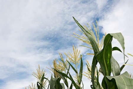 Corn maize farm against blue skyの写真素材
