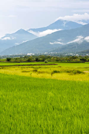 Rice farm in the country, Hualien, Taiwan, Asiaの写真素材