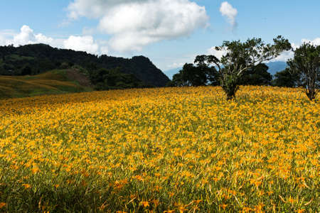 Field of tiger lily flowers.の写真素材