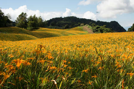 Field of tiger lily flowers.