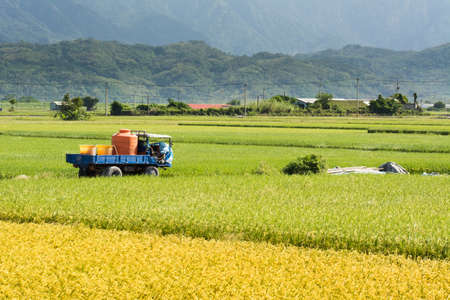 Rural scenery with golden paddy rice farm in Hualien, Taiwan, Asia.の写真素材