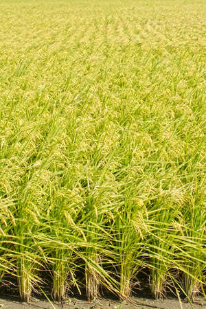 Golden paddy rice farm, closeup image.の写真素材