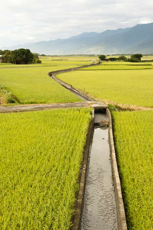 Rural scenery with golden paddy rice farm under sky in Taiwan, Asia.の写真素材
