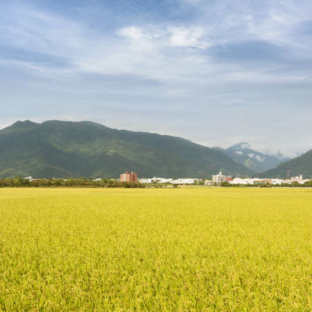 Rural scenery with golden paddy rice farm under sky in Taiwan, Asia.の写真素材