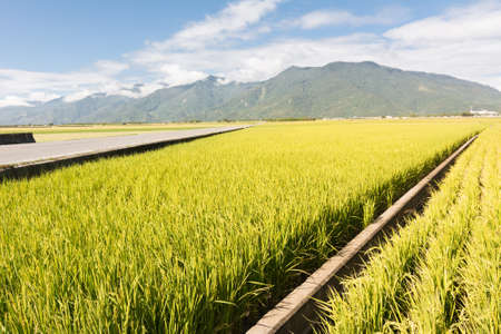 Rural scenery with golden paddy rice farm under sky in Taiwan, Asia.の写真素材