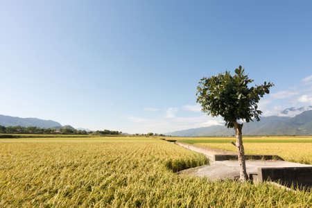 Rural scenery with golden paddy rice farm under sky in Taiwan, Asia.の写真素材