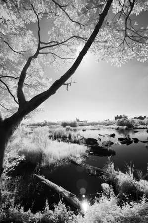 Landscape of forest and the pond, infrared photography.の写真素材