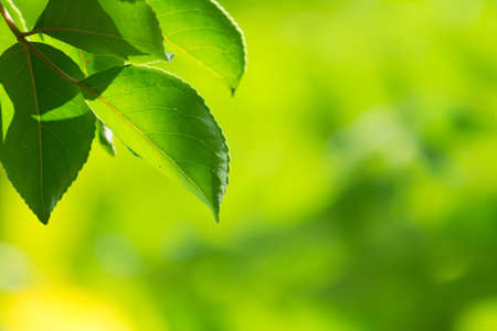 Green leaves with copyspace of beautiful bokeh background.