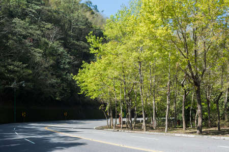 Green tree in spring with road at sun moon lake, the famous attraction in Taiwan.
