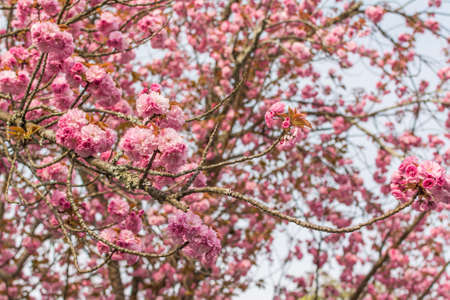 Cherry blossom scenery with house and tree under blue sky at Yoshino, Nara, Japan, Asia.の写真素材