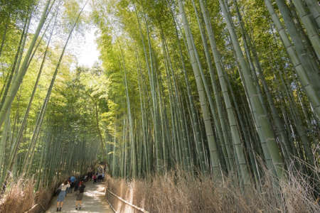 KYOTO - April 26   Famous Arashiyama bamboo forest path with tourists on April 26, 2014 in Kyoto, Japan  Arashiyama is a area of forest and mountain that Japanese take their summer vacation here のeditorial素材