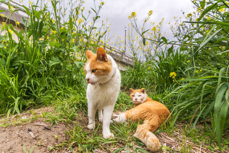 Two cats in the grass in Kyoto, Japan.