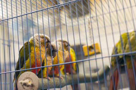 Parrot want to escape, shot at bird street in Hong Kong, Asia の写真素材