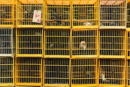 Bird cages, shot at bird street in Hong Kong, Asia. The words in the card is meaning 80 dollars. Life is cheap, right?