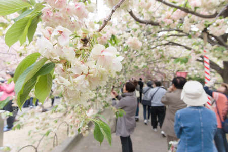 OSAKA, JAPAN - April 16th : Cherry blossom flowers in garden with many people at Japan Mint, Osaka, Japan on April 16th, 2014. Japan Mint was a famous place of sakura garden.のeditorial素材