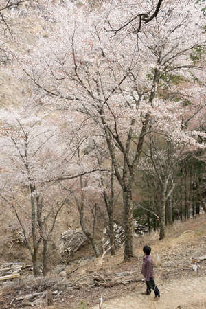 YOSHINO, JAPAN - April 17th : Tourists walking at Yoshino Mountain path Oku-Senbon, Yoshino, Nara, Japan on April 17th, 2014.のeditorial素材