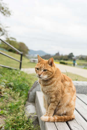 Ginger cat sit near the river in Kyoto, Japan.の写真素材