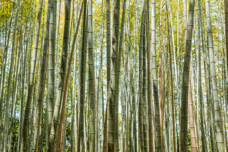 Bamboo forest at Arashiyama, Kyoto, Japan.の写真素材