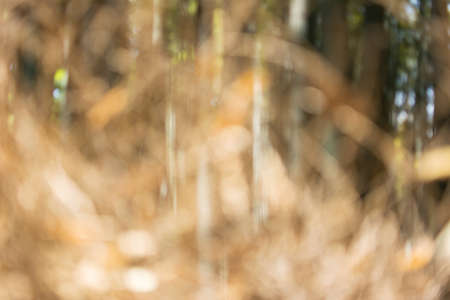 Blurred background of dry bambooの写真素材