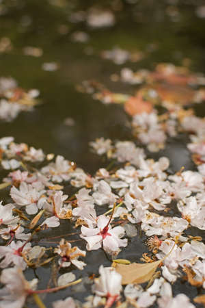 Sakura blossom petals falling on the water at Kyoto with nobodyの写真素材