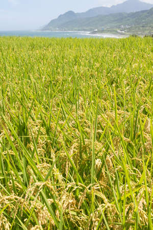 Paddy terrace farm near the sea under blue sky, shot at Xinshe, Fengbin Township, Hualien County,...