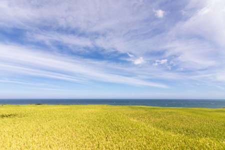 Paddy terrace farm near the sea under blue sky, shot at Xinshe, Fengbin Township, Hualien County,...