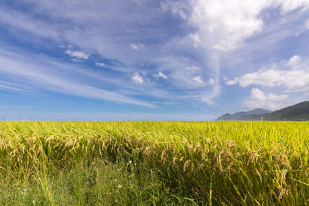 Paddy terrace farm near the sea under blue sky, shot at Xinshe, Fengbin Township, Hualien County, Taiwan, Asia.の写真素材