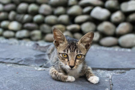 Young tabby cat lying on the floor and watching something in the cat village of Houtong, Taiwan.