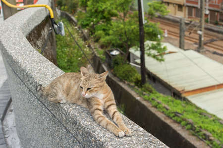 Tabby cat lying on the stone wall in the cat village of Houtong, Taiwan.の写真素材