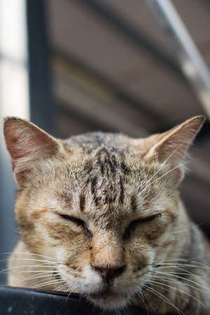 Tabby cat lying on the stone wall in the cat village of Houtong, Taiwan.