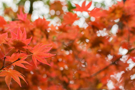 Close-up of red maple leaves in Kyoto.の写真素材