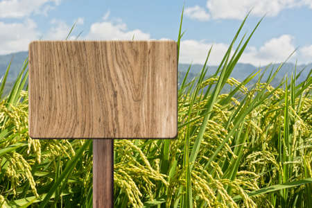 Blank wooden sign on field of paddy farm. Concept of rural, idyllic, tranquility etc.の写真素材