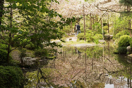 KYOTO, JAPAN - APRIL 19th : Pink flowers of sakura growing on the wooden pergolas and reflection in a Japanese garden near Heian Shrine, Kyoto,  Japan. on 19th April 2014.のeditorial素材