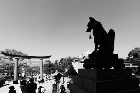 KYOTO, JAPAN - APRIL 27th : A big fox statue and Torii of Fushimi Inari Taisha Shrine in Kyoto as Black and white photo, Japan on 27th April 2014.のeditorial素材