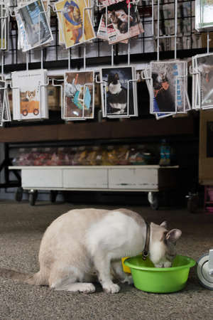 HOUTONG, TAIWAN - August 26th : Cat eat feed in front of the shop at Houtong station, Houtong, Taiwan on August 26th , 2014. Houtong is famous cat village in Taiwan.のeditorial素材