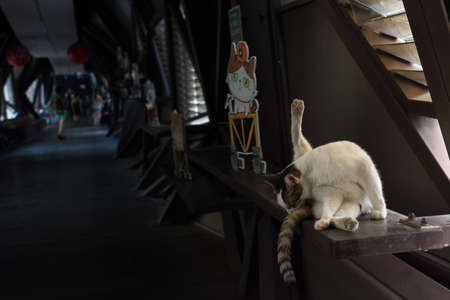 TAIPEI - AUG 26th:Tabby cat looking down and cleaning up it's hair at the famous bridge on august 26,2014 in the cat village of Houtong, Taiwan.のeditorial素材
