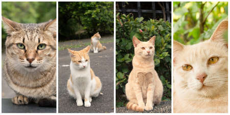 Collection of cat on the street in daytime.の写真素材