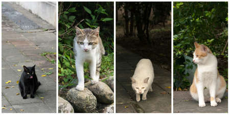 Collection of cat on the street in daytime.の写真素材