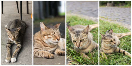 Collection of cat on the street in daytime.の写真素材