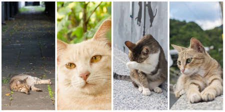 Collection of cat on the street in daytime.の写真素材
