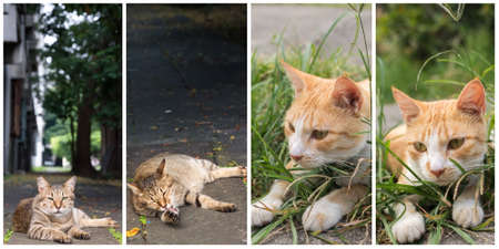 Collection of cat on the street in daytime.の写真素材