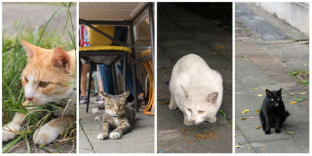 Collection of cat on the street in daytime.の写真素材
