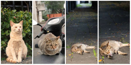 Collection of cat on the street in daytime.の写真素材