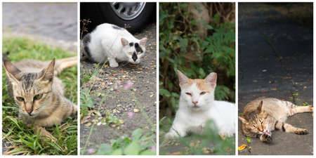 Collection of cat on the street in daytime.の写真素材